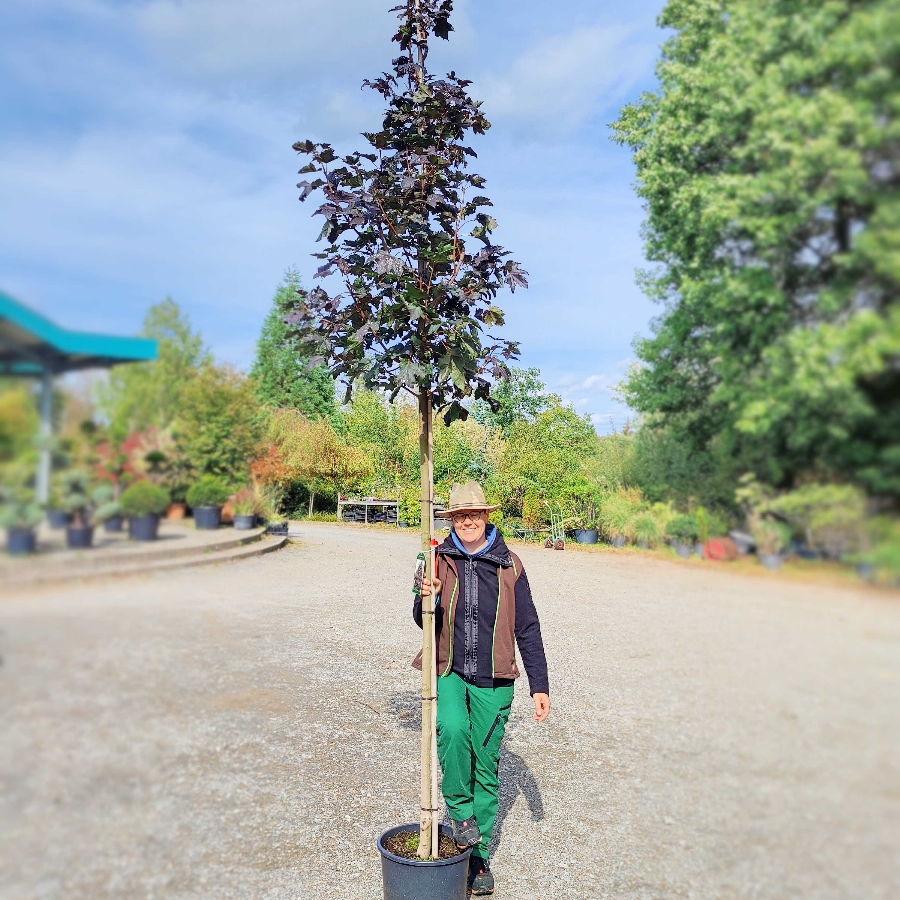 #baumpflanzchallenge